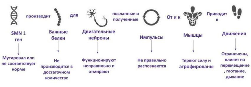 Генетика 1 Генетика 1